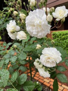 test11