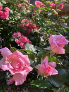 Test1